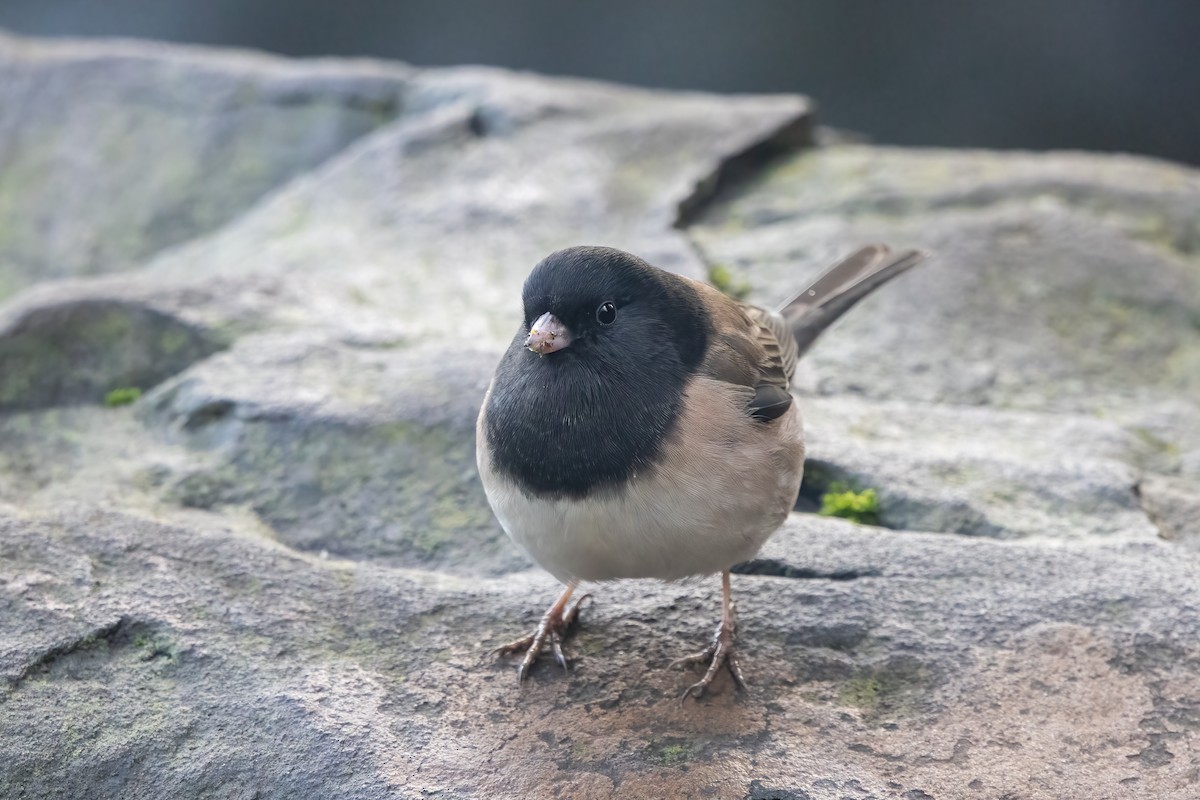Dark-eyed Junco (Oregon) - Kalpesh Krishna