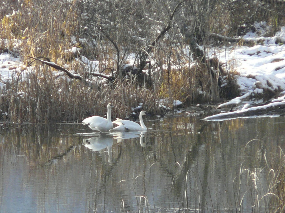 Trumpeter Swan - ML40146171