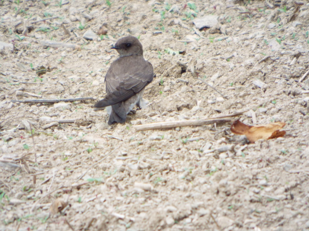 Northern Rough-winged Swallow - Mason Hart