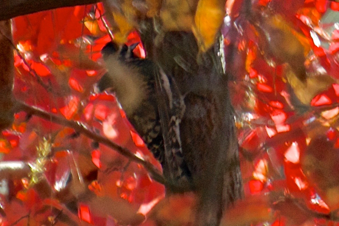 Yellow-bellied Sapsucker - ML40146301