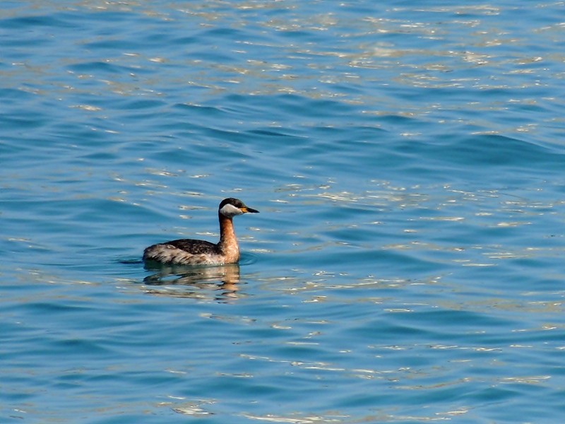 Red-necked Grebe - ML401463301