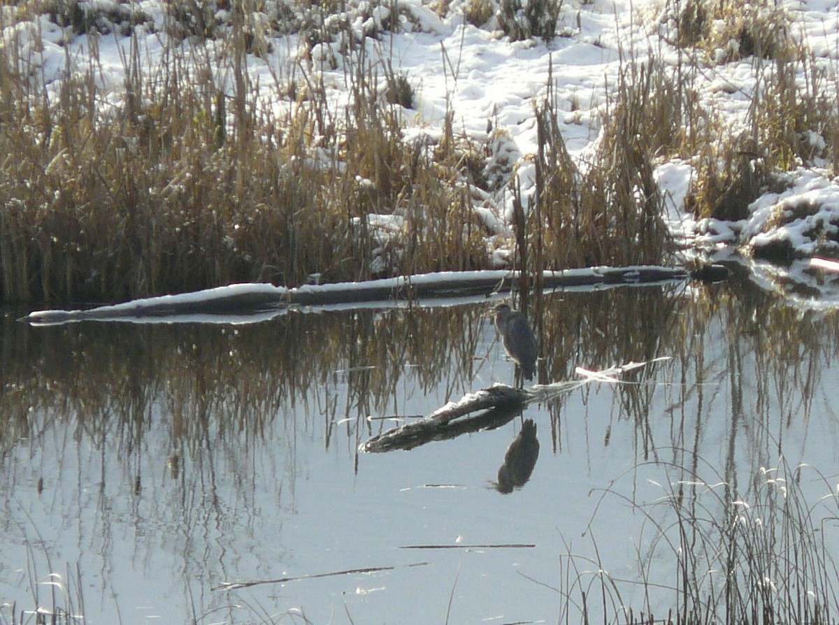 Great Blue Heron - ML40146581