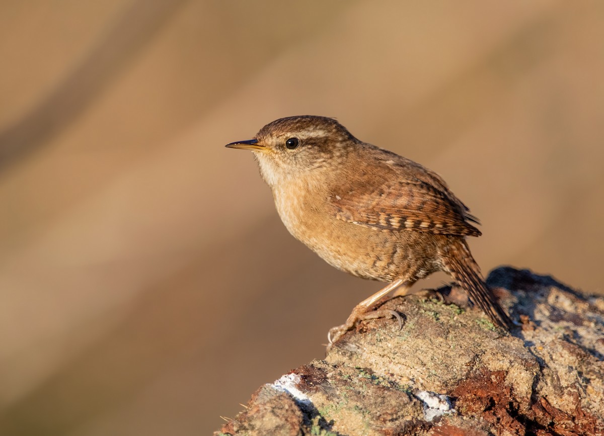 Eurasian Wren - ML401465891