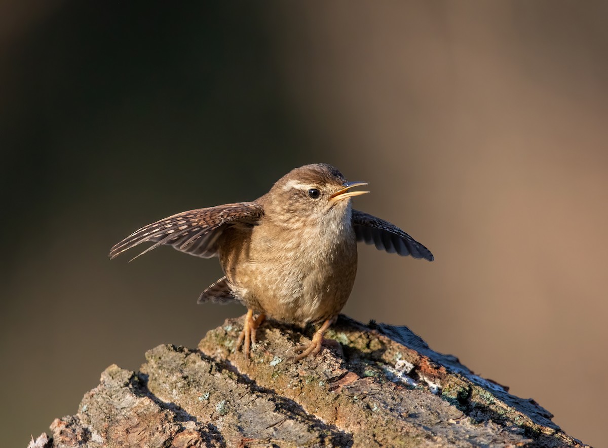 Eurasian Wren - ML401465921