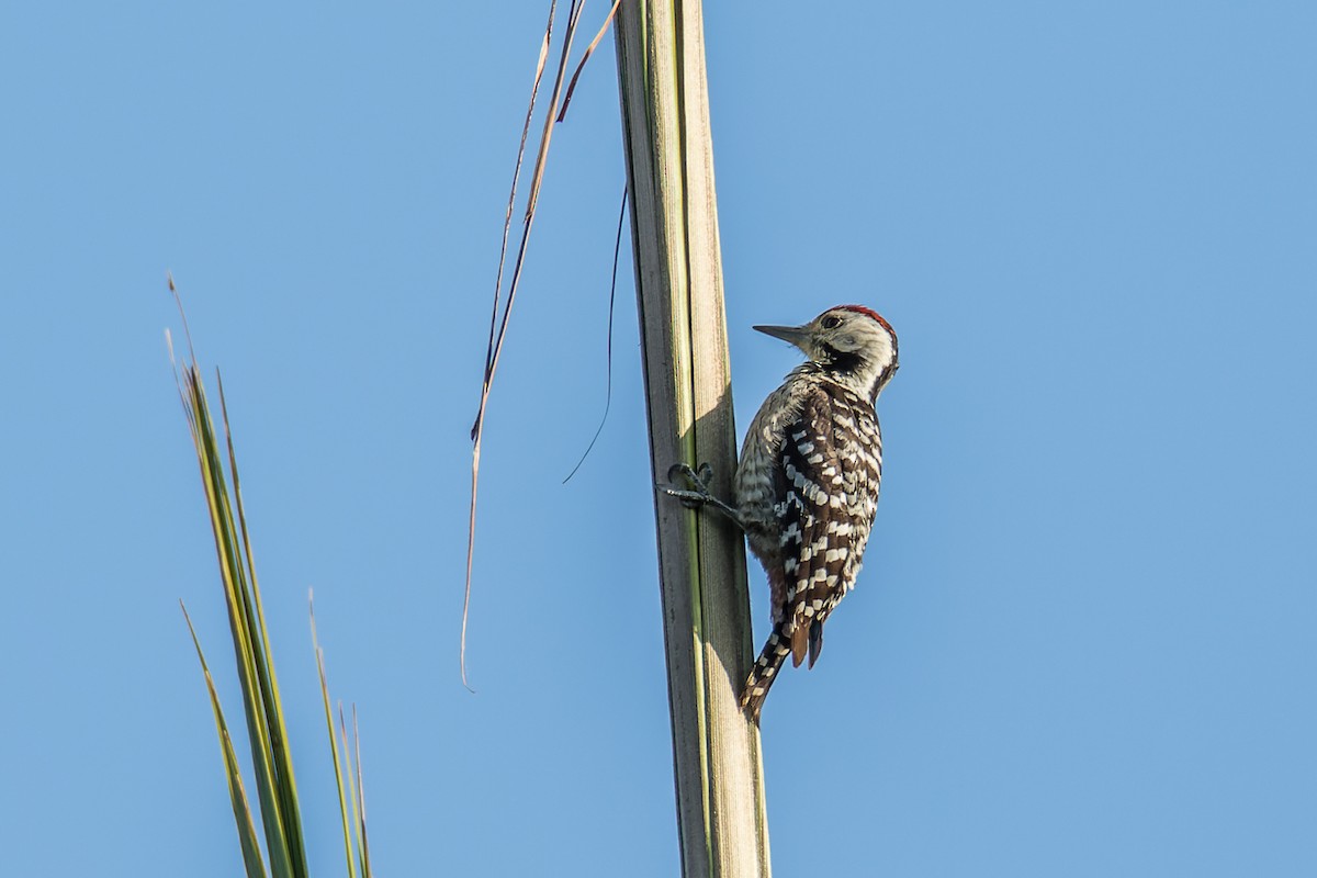 Freckle-breasted Woodpecker - ML401467361