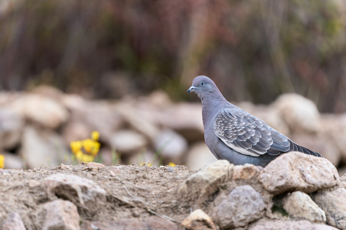 Spot-winged Pigeon - ML401470561
