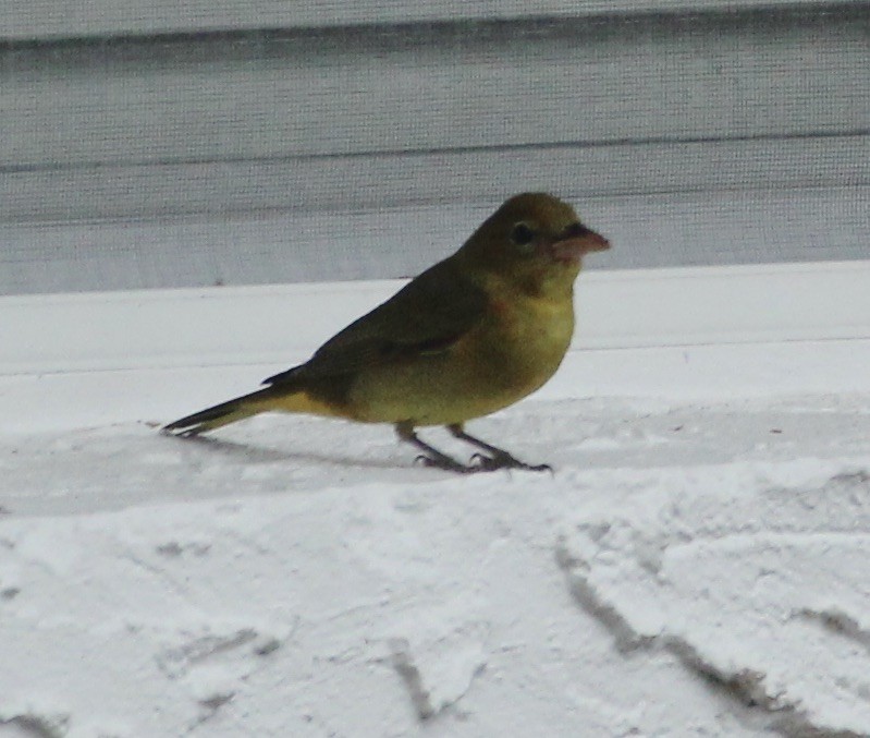 Summer/Scarlet Tanager - ML401471311