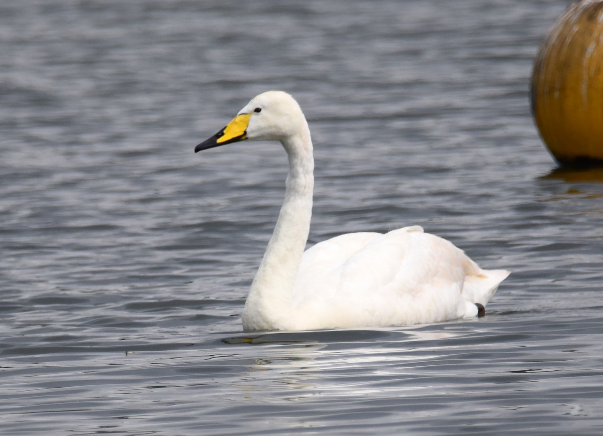 Whooper Swan - A Emmerson