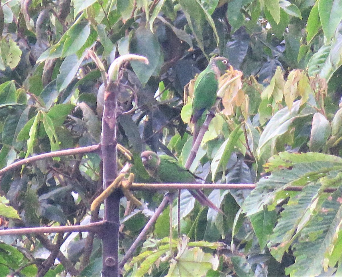 Maroon-tailed Parakeet - ML401473821