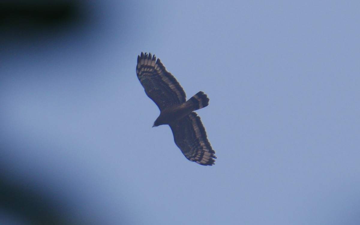 Crested Serpent-Eagle - ML401474031