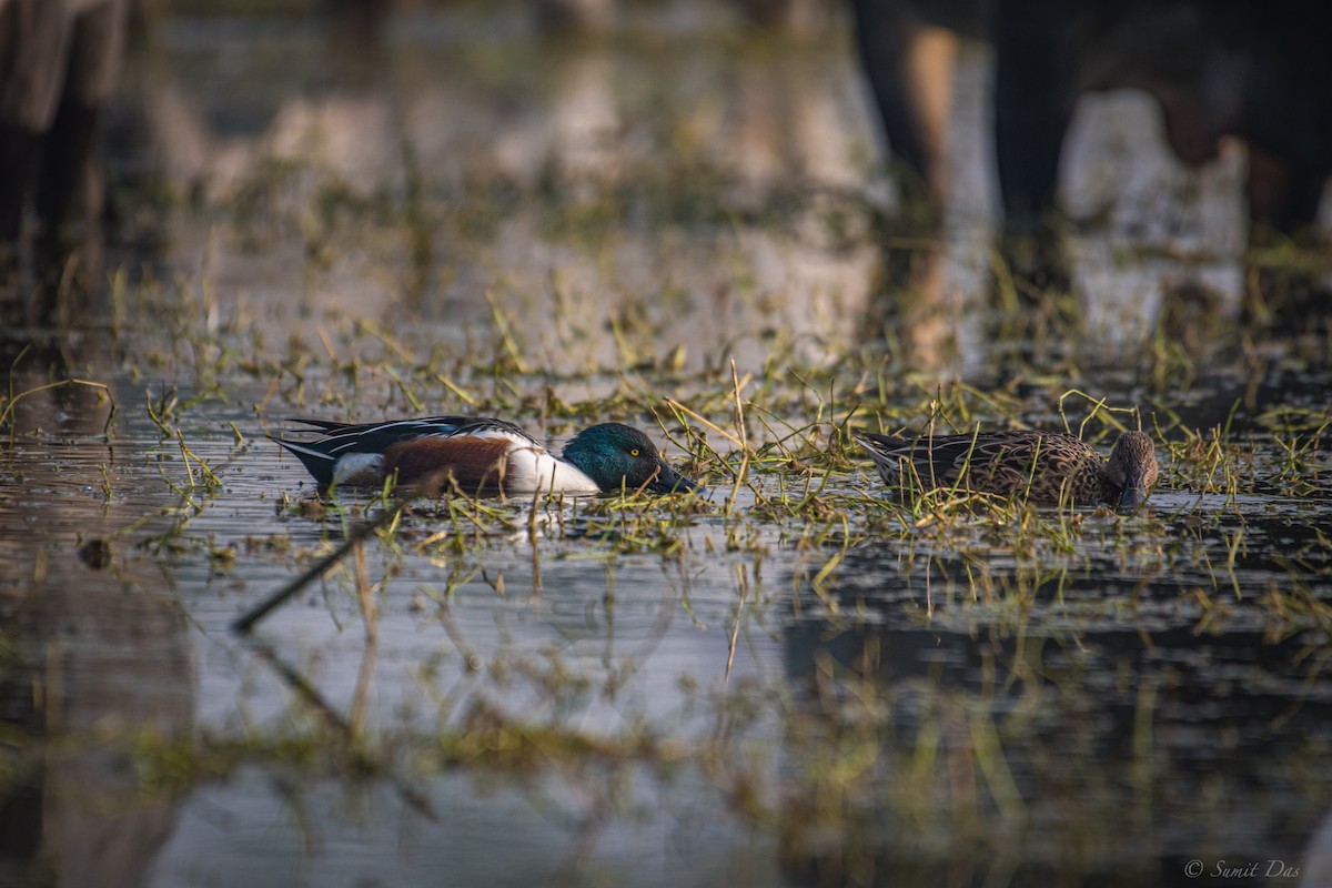 Northern Shoveler - Sumit Das