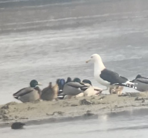 Great Black-backed Gull - ML401477151