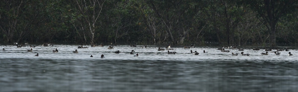 Common Pochard - ML401477951