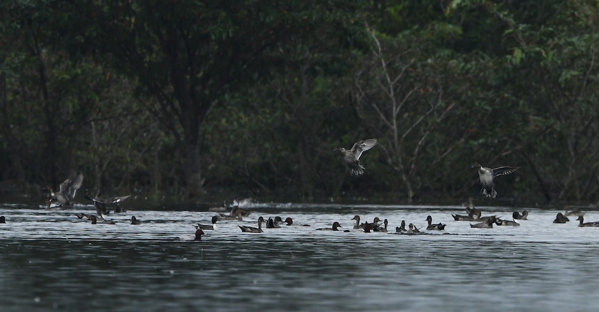 Common Pochard - gowathaman ganesan