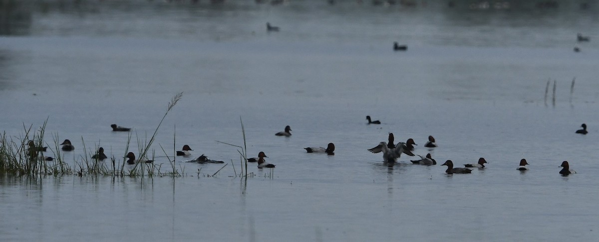 Common Pochard - gowathaman ganesan