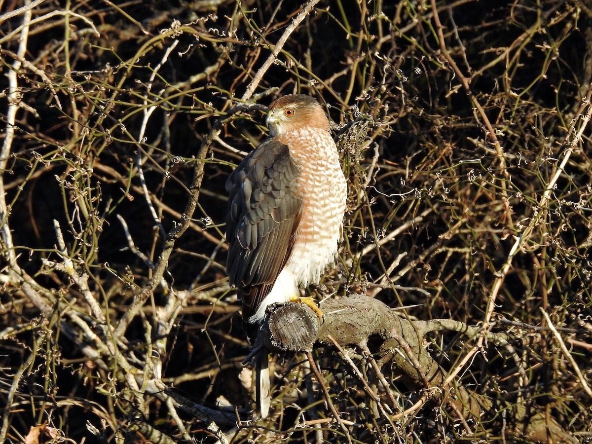 Cooper's Hawk - ML401478471