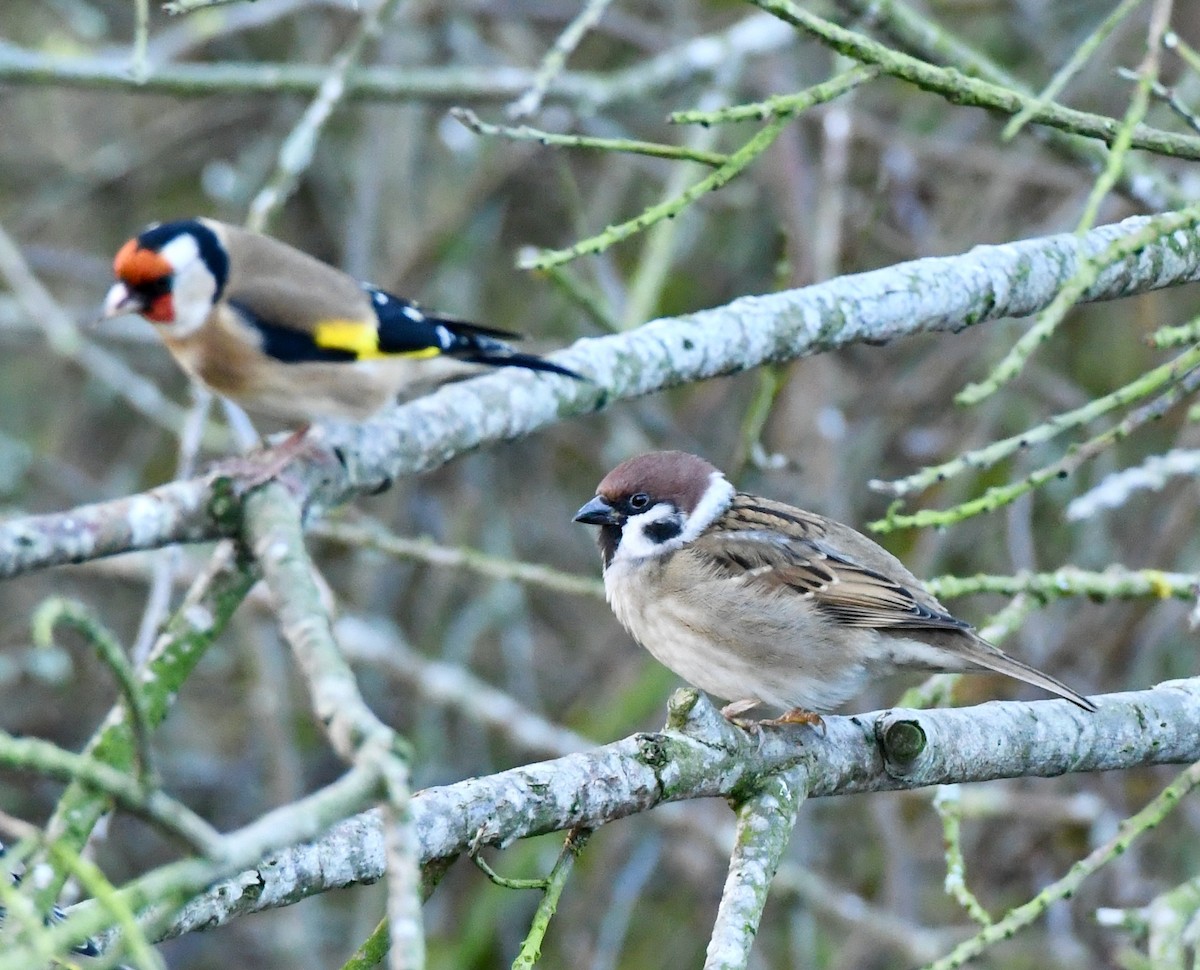 Eurasian Tree Sparrow - ML401478481