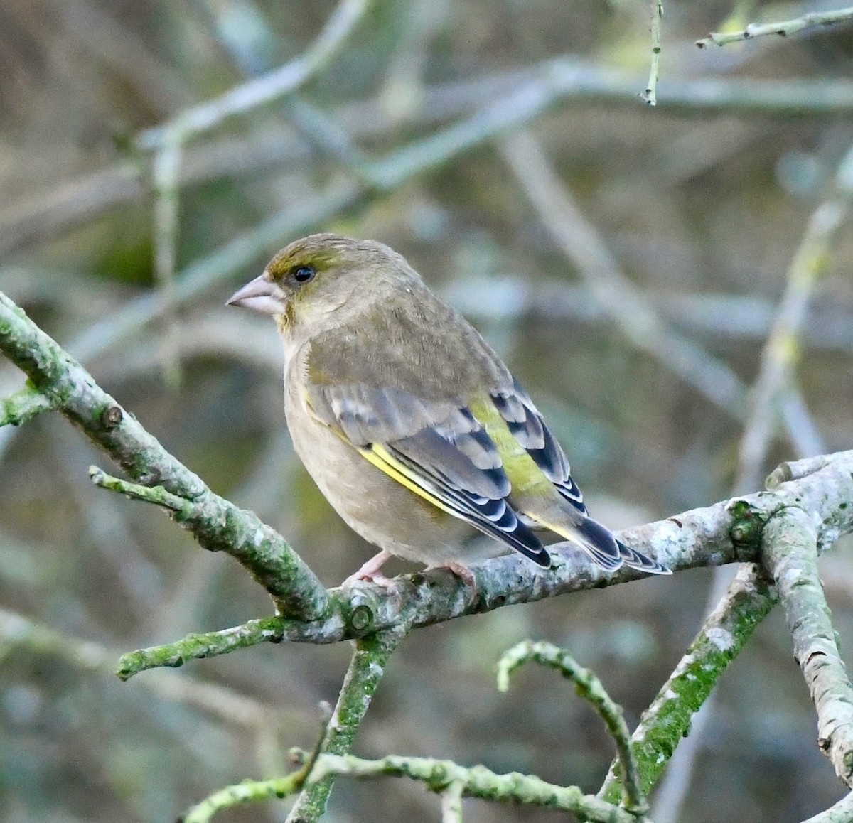 European Greenfinch - ML401478501