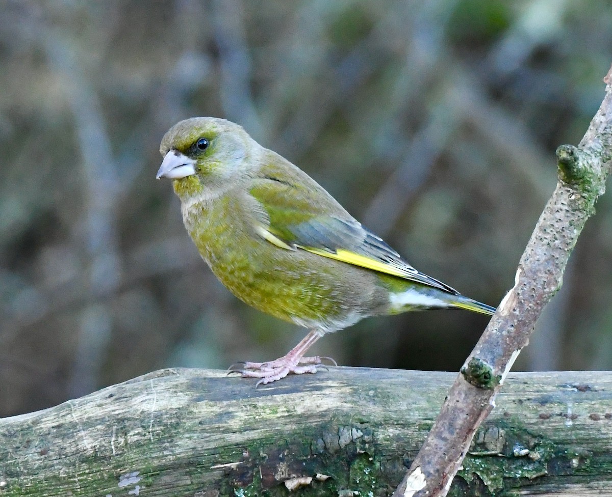 European Greenfinch - ML401478511