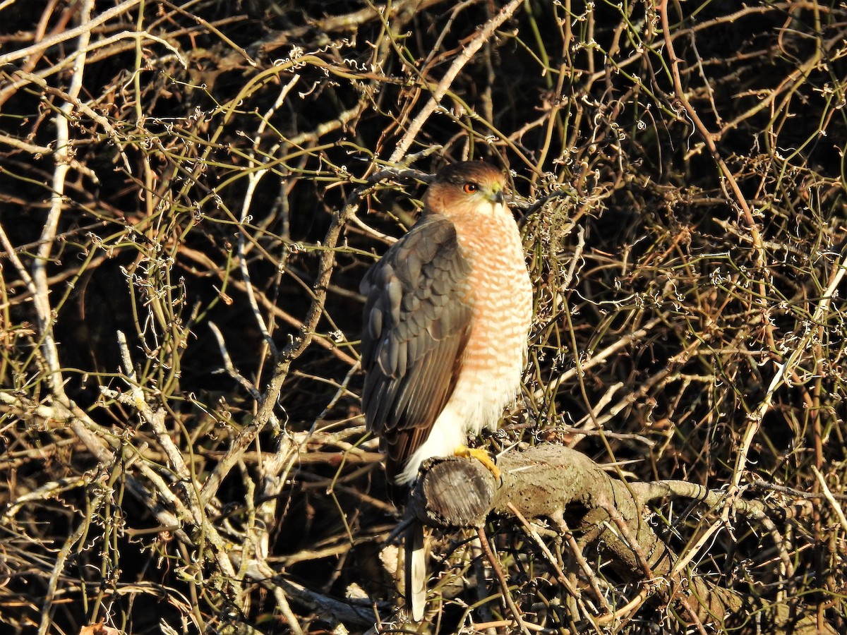 Cooper's Hawk - ML401478521