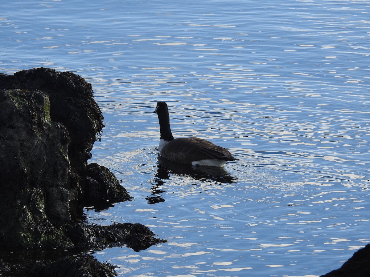 Canada Goose - Timothy Guida