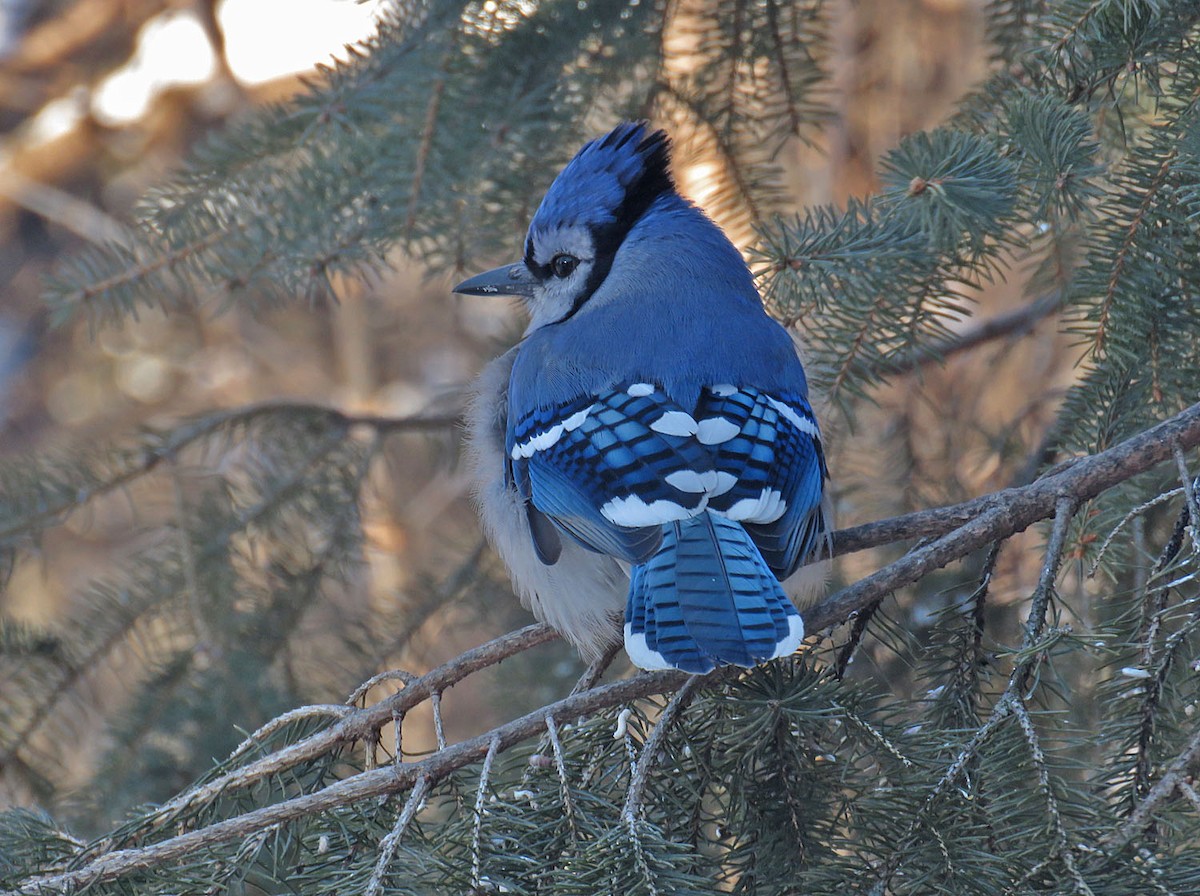 Blue Jay - ML401479721