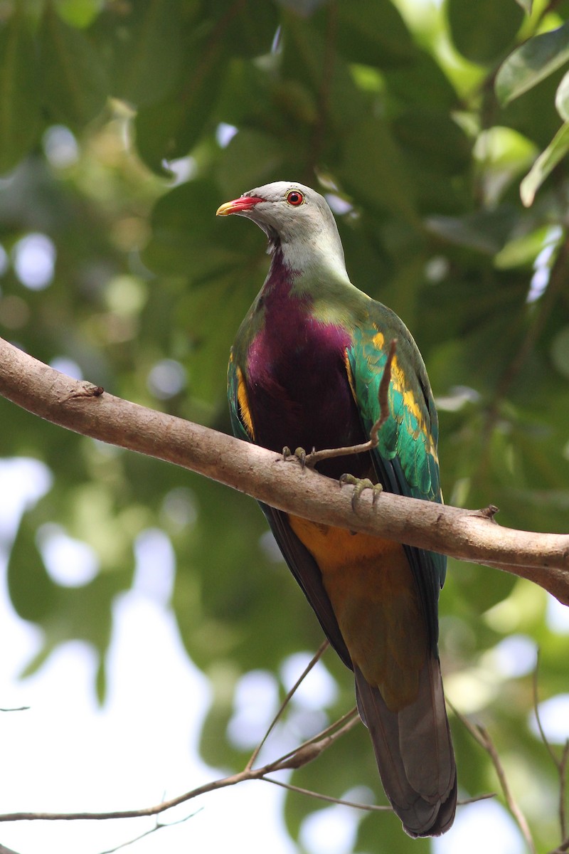 Wompoo Fruit-Dove - Chris Wiley