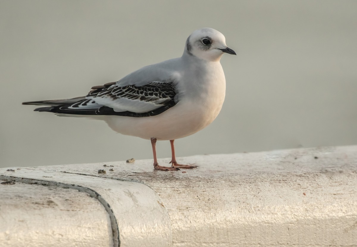 Ross's Gull - Joachim Bertrands