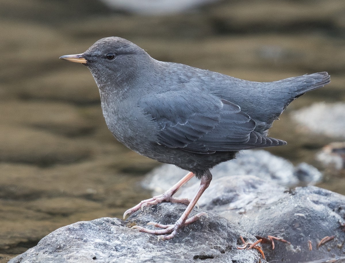 American Dipper - ML40148241