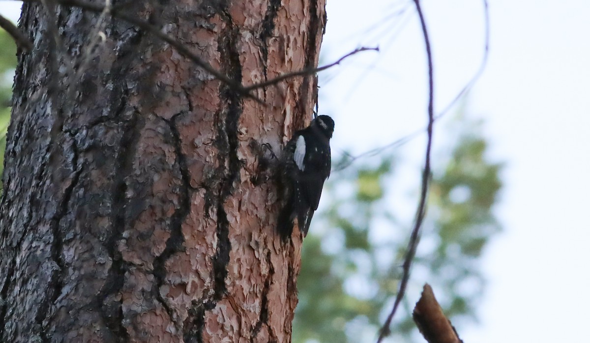 Williamson's Sapsucker - ML401482931