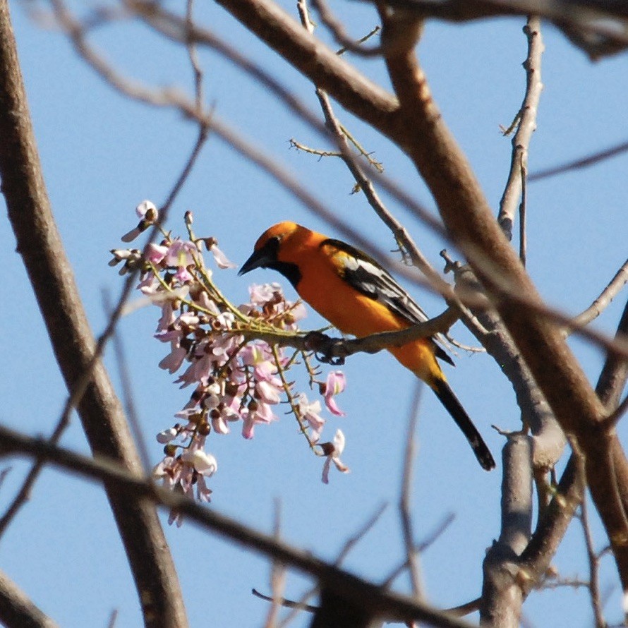 Streak-backed Oriole - ML401483121