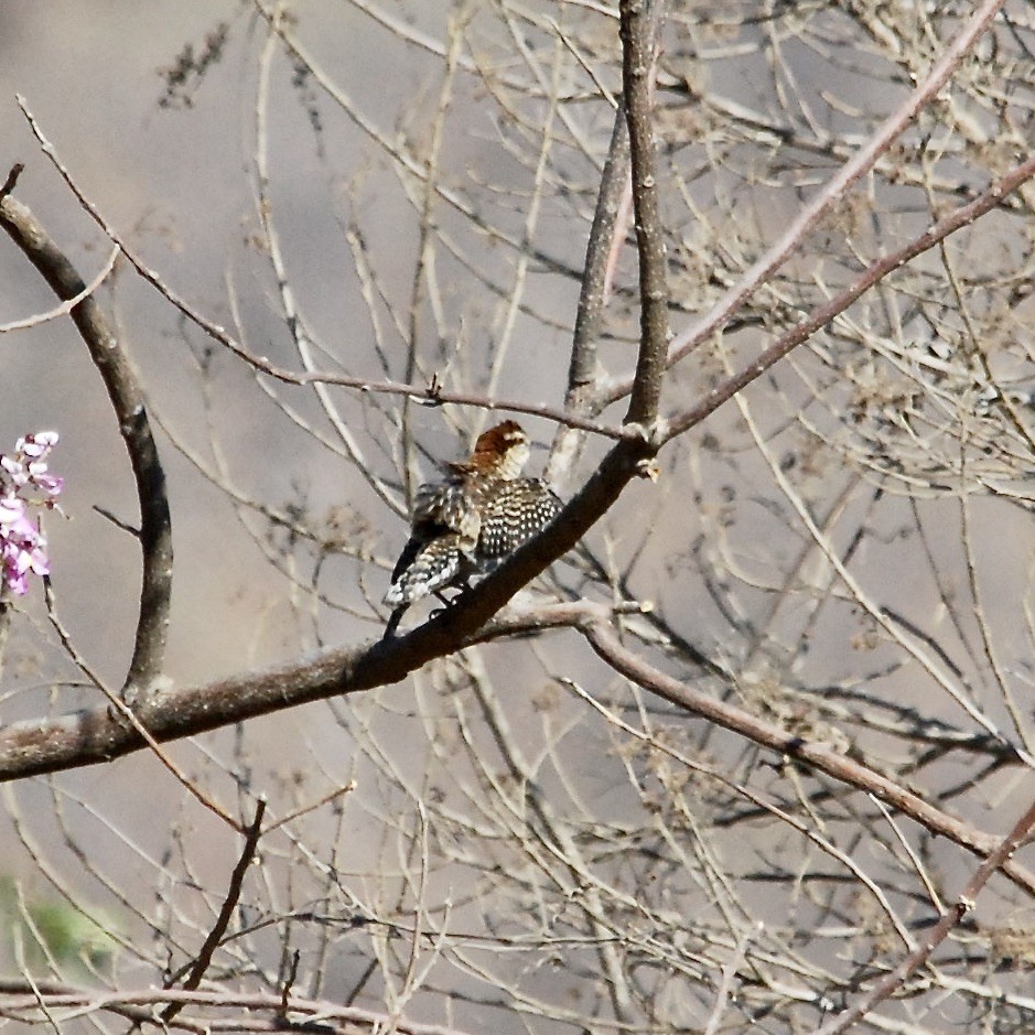 Rufous-naped Wren - ML401483411