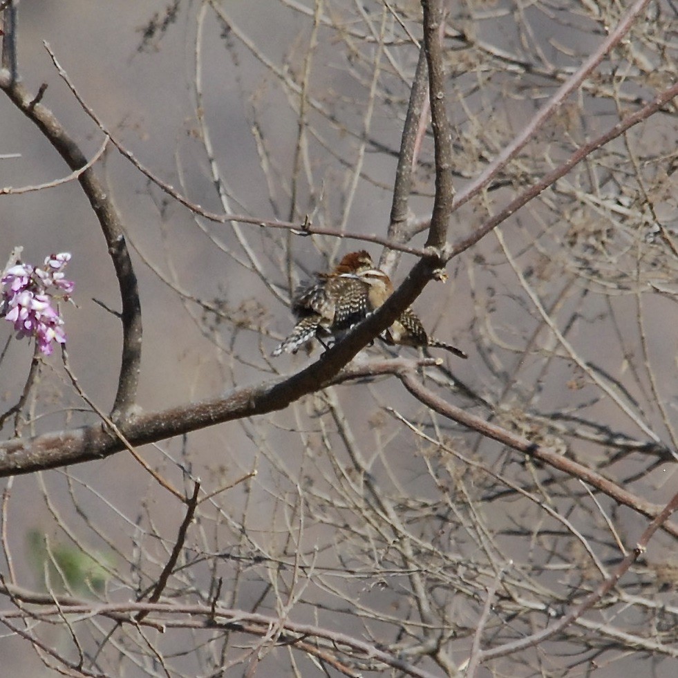 Rufous-naped Wren - ML401483421