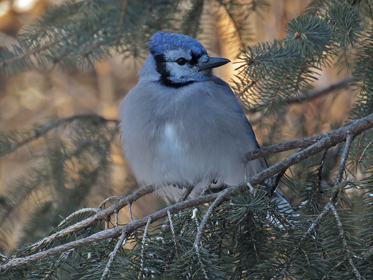 Blue Jay - ML401483481