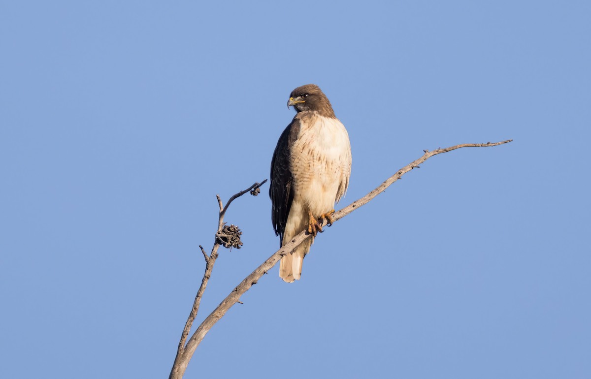 Red-tailed Hawk - Steve Colwell