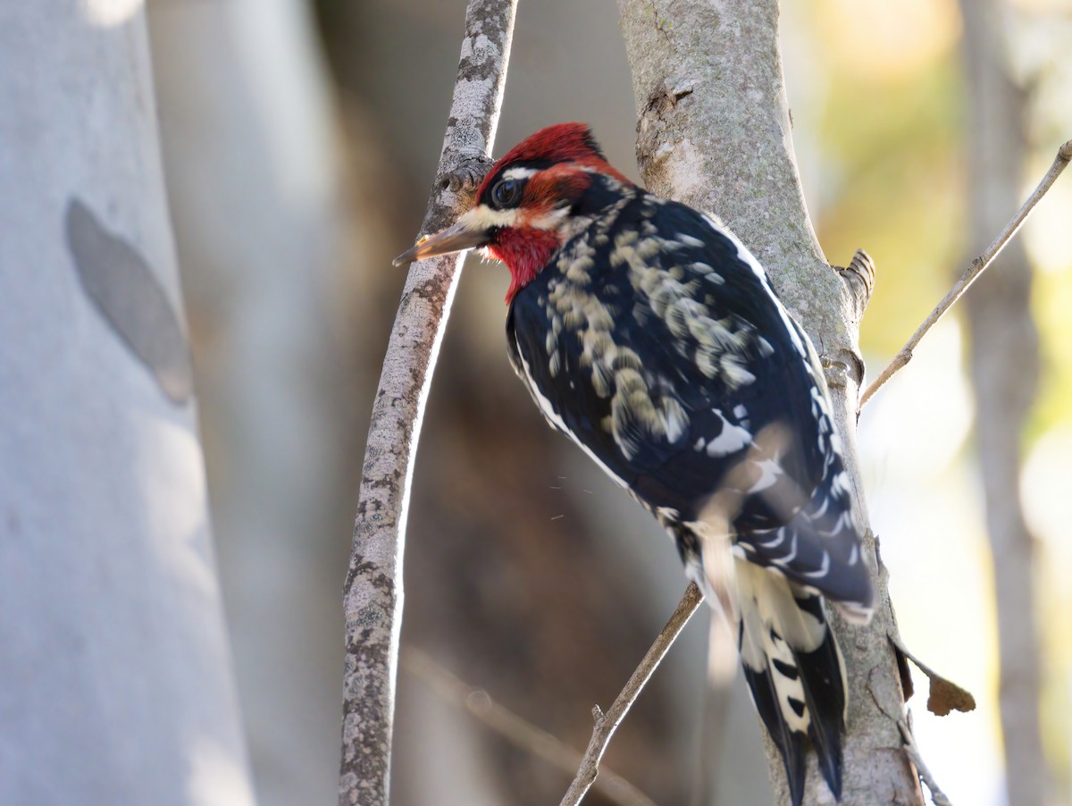 Red-naped x Red-breasted Sapsucker (hybrid) - ML401483621