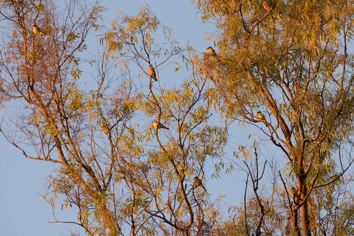 Cassin's Kingbird - ML401483851