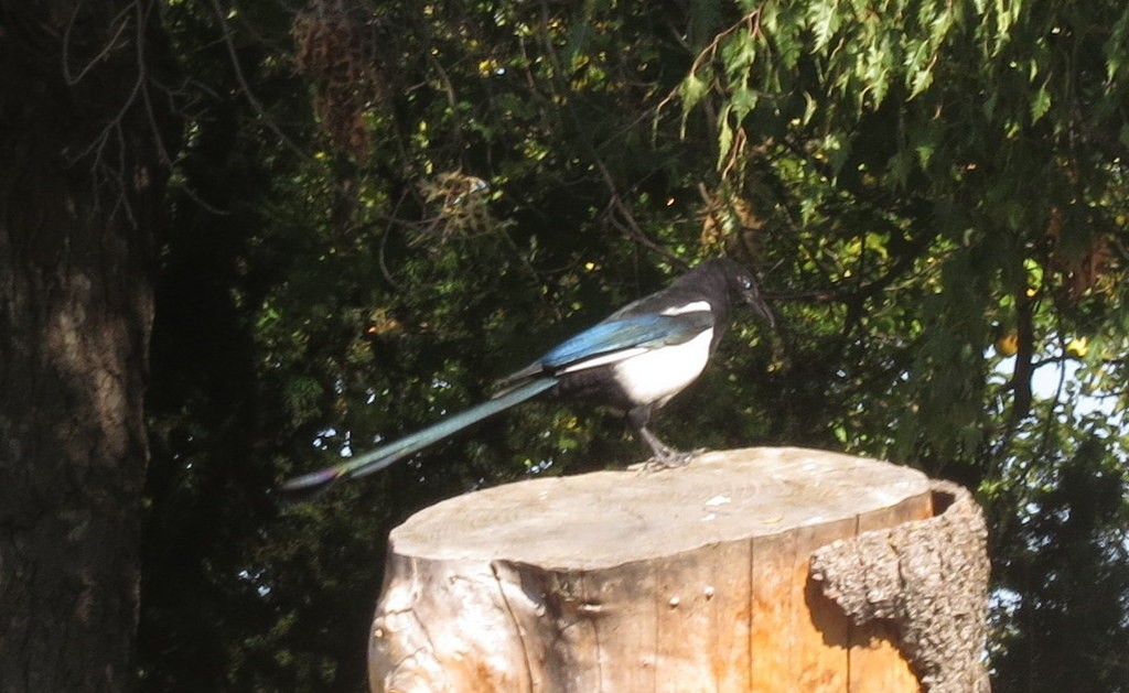 Mika iparramerikarra - ML401484531