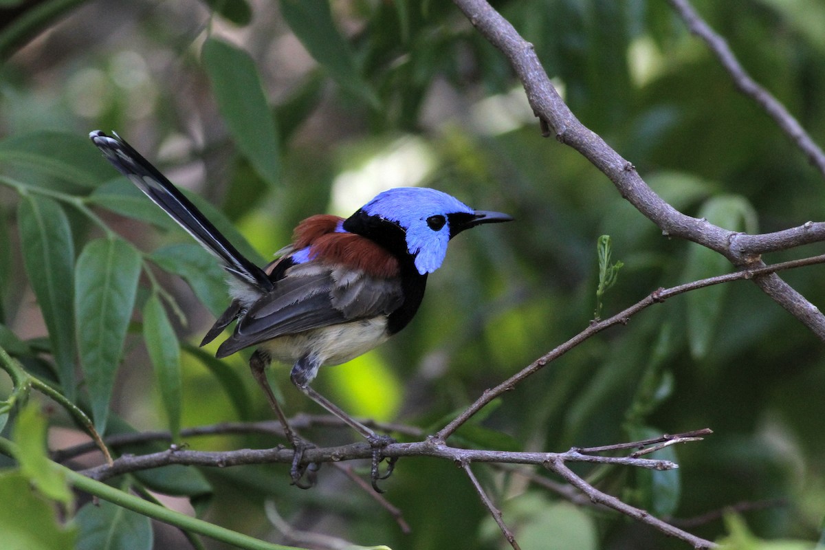 Lovely Fairywren - ML40148461