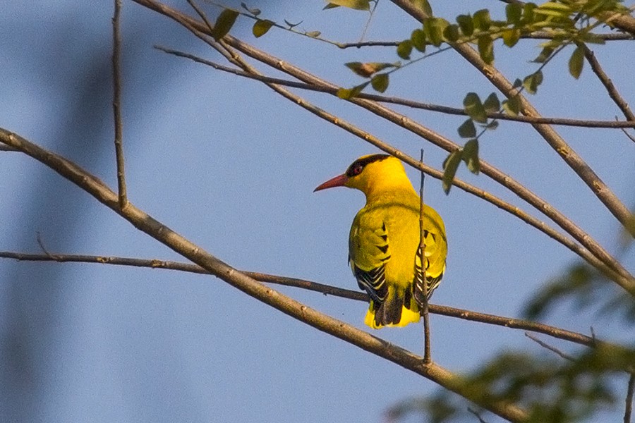 Slender-billed Oriole - ML401485641