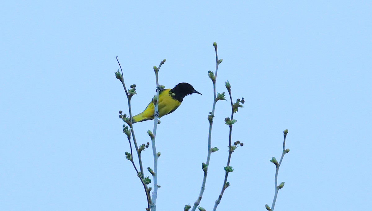 Scott's Oriole - ML401487111