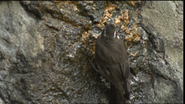 Dark-bellied Cinclodes - ML401489