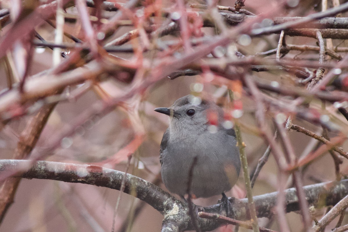 Pájaro Gato Gris - ML401489001