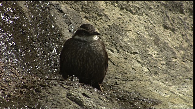 Dark-bellied Cinclodes - ML401490