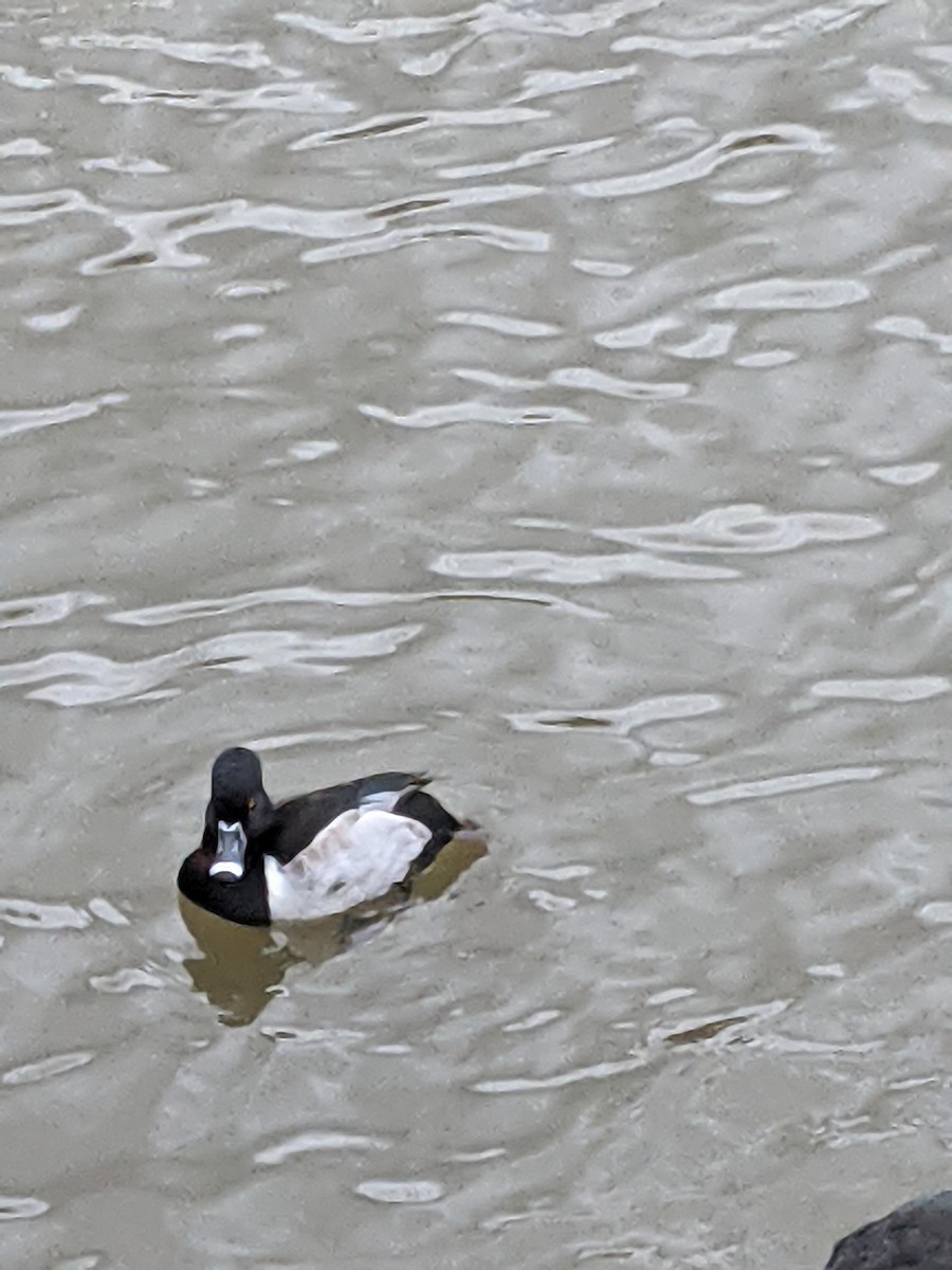 Ring-necked Duck - ML401490051