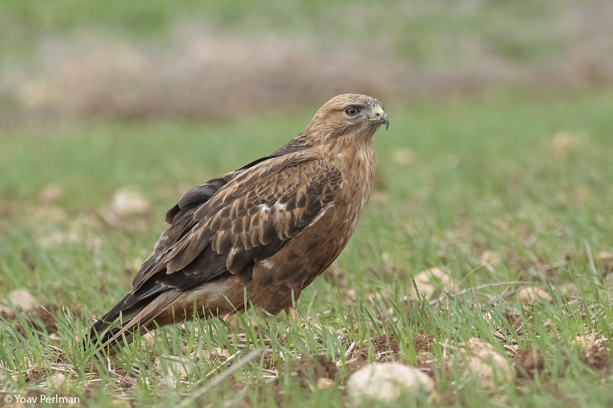 Long-legged Buzzard - Yoav Perlman