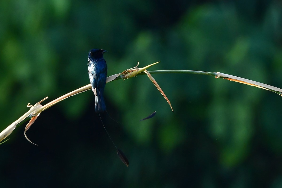 Lesser Racket-tailed Drongo - ML401490791