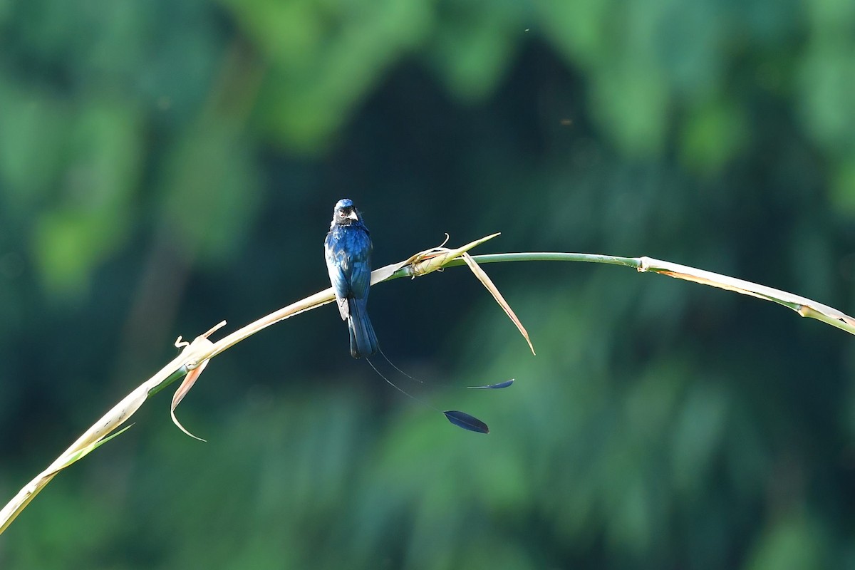 Lesser Racket-tailed Drongo - ML401490811