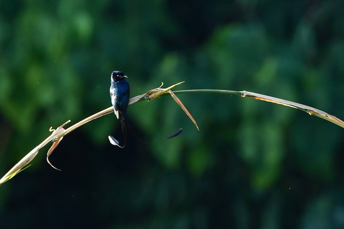 Lesser Racket-tailed Drongo - ML401490821