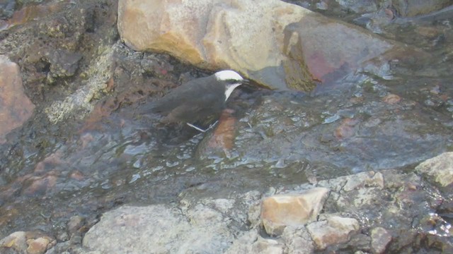 Weißkopf-Wasseramsel - ML401491141